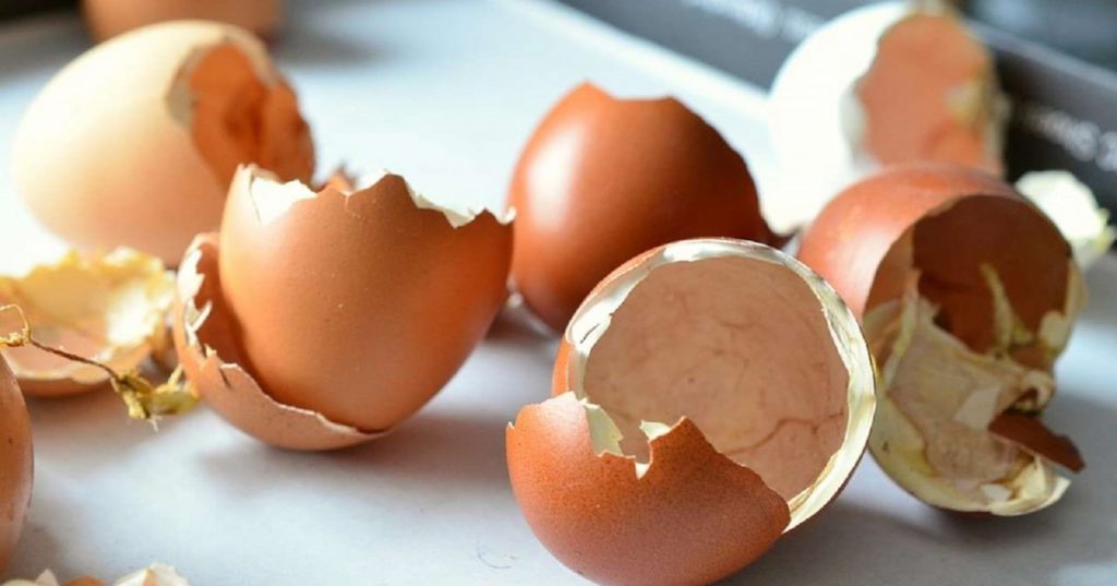 စအသုံးမလိုတဲ့ ကြက်ဥခွံတွေကို အကျိုးရှိရှိ အသုံးချနိုင်မယ့် နည်းလမ်း (၁၀) ခု